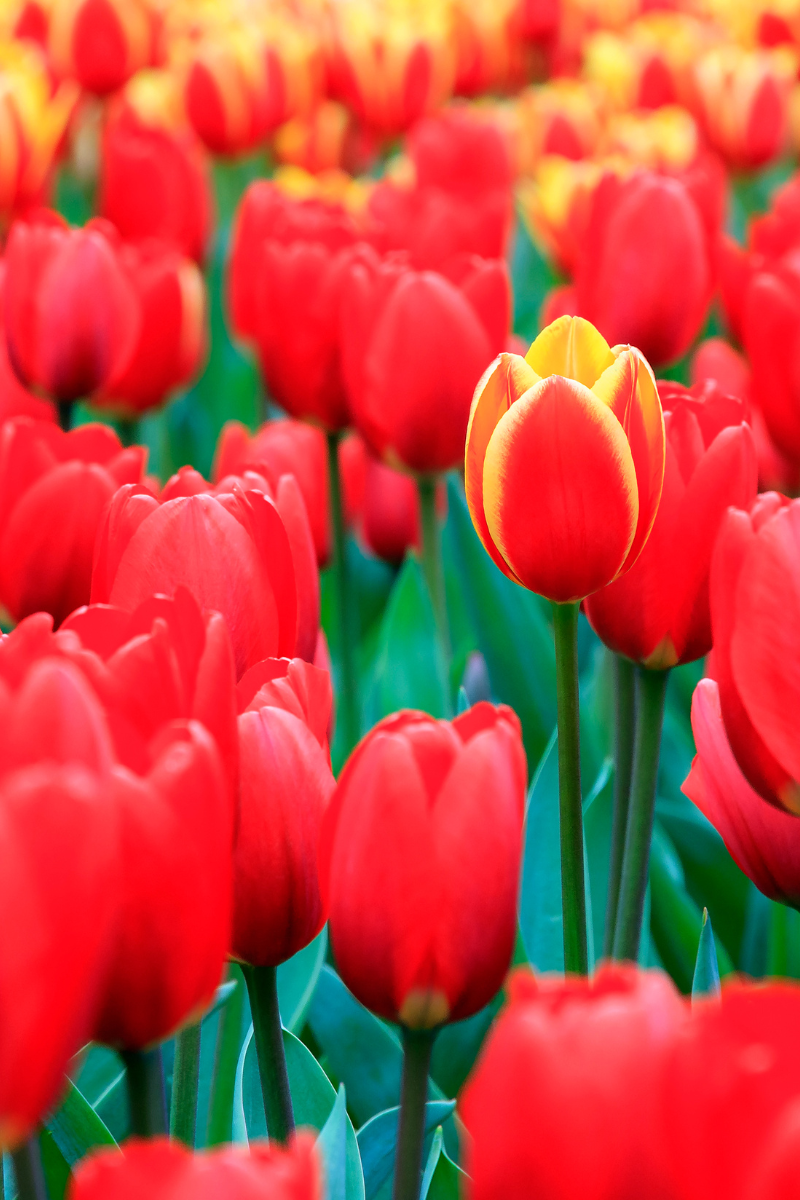 4 claves de comunicación estratégica para impulsar tu marca personal sin autobombo 1 4 claves de comunicación estratégica para impulsar tu marca personal sin autobombo 1 - María José Bayo